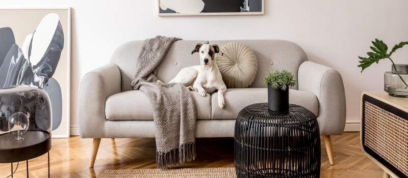 dog on the living room